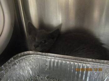 Kim(631) -  Domestic Short Hair Cat for Adoption in Marietta, Georgia - Kim(631) | PetCurious