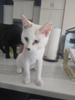 Marita/Blanche -  Domestic Short Hair Cat for Adoption in Papillion, Nebraska - Marita/Blanche | PetCurious
