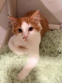 BAHAMA -  Domestic Short Hair Cat for Adoption in Dallas, Pennsylvania - BAHAMA | PetCurious