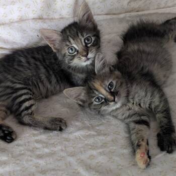 Sailor -  Domestic Medium Hair Cat for Adoption in Fort Lauderdale, Florida - Sailor | PetCurious