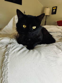 Rescue Domestic Long Hair Cats for Adoption in Walled Lake, Michigan - Bennett | PetCurious