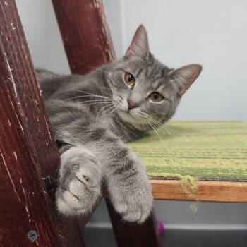 Rescue Domestic Short Hair Cats for Adoption in Williamsport, Pennsylvania - Fettuccine | PetCurious
