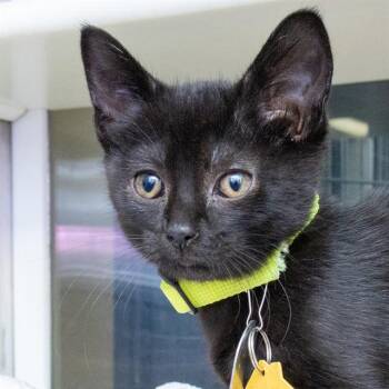 MEENY -  Domestic Short Hair Cat for Adoption in St. Louis, Missouri - MEENY | PetCurious