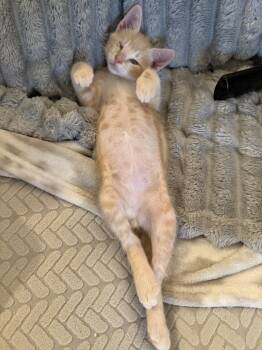 Rescue Domestic Short Hair Cats for Adoption in Bolton, Connecticut - Hogan (BONDED PAIR) | PetCurious