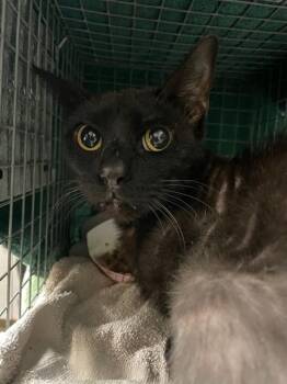 Domestic Short Hair Cats Available for Adoption in Jacksonville, Florida - MORTICIA | PetCurious