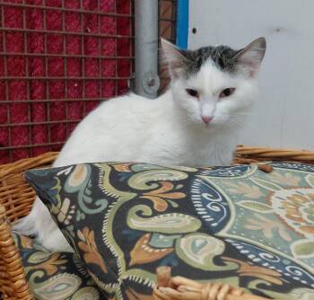 Working cat-Mochi -  Domestic Short Hair Cat for Adoption in Billings, Montana - Working Cat-Mochi | PetCurious