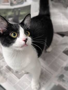 Angelica -  Domestic Short Hair Cat for Adoption in Plainfield, New Jersey - Angelica | PetCurious