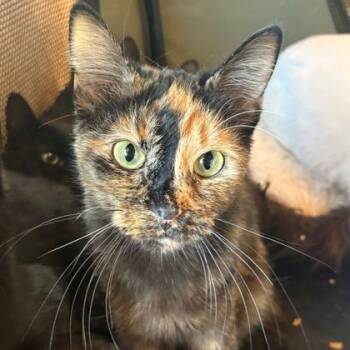 Domestic Short Hair Cats Available for Adoption in Fort Worth, Texas - Shaina | PetCurious