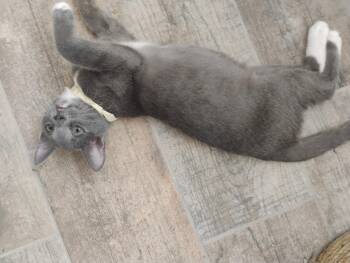 Athena -  Domestic Short Hair Cat for Adoption in Glendale, Arizona - Athena | PetCurious