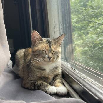 Evergreen -  Domestic Short Hair Cat for Adoption in La Grange, Kentucky - Evergreen | PetCurious