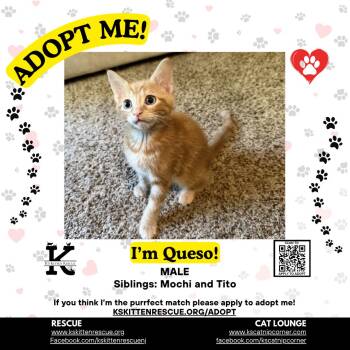 Queso -  Domestic Short Hair Cat for Adoption in OSBORNVILLE, New Jersey - Queso | PetCurious