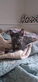 Selene -  Domestic Short Hair Cat for Adoption in Sunrise, Florida - Selene | PetCurious