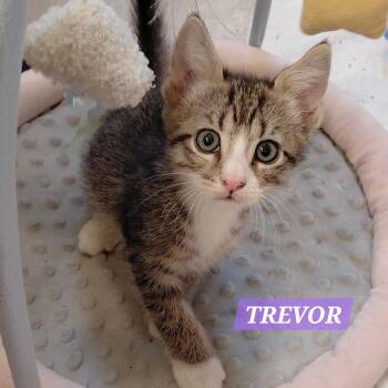 Trevor -  Tabby Cat for Adoption in Melbourne, Florida - Trevor | PetCurious