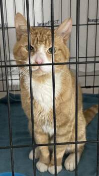 Domestic Short Hair Cats Available for Adoption in Trenton, New Jersey - Misae | PetCurious