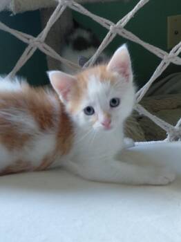Shiitake -  Domestic Short Hair Cat for Adoption in Montello, Wisconsin - Shiitake | PetCurious