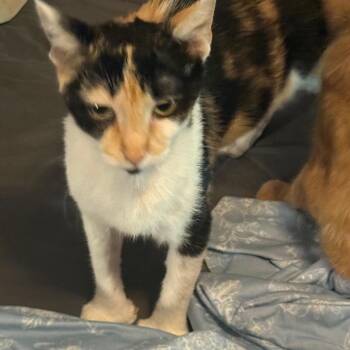 Jackie -  Domestic Short Hair and Extra Toes Cat Hemingway Polydactyl Cat for Adoption in Granby, Missouri - Jackie | PetCurious