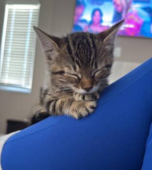 Rocket -  Tabby Cat for Adoption in Albuquerque, New Mexico - Rocket | PetCurious