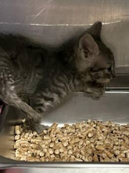 *Megabyte* -  Domestic Short Hair Cat for Adoption in Salt Lake City, Utah - *Megabyte* | PetCurious