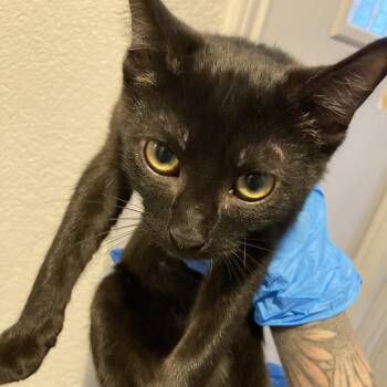 Hotdog -  Domestic Short Hair Cat for Adoption in Midland, Texas - Hotdog | PetCurious