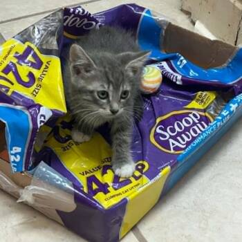 Zip 26-05-105 -  Domestic Short Hair Cat for Adoption in Bastrop, Texas - Zip 26-05-105 | PetCurious