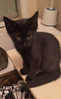 Betsy -  Domestic Short Hair Cat for Adoption in Hinckley, Illinois - Betsy | PetCurious