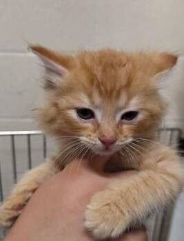 William -  Domestic Long Hair Cat for Adoption in Fruit Heights, Utah - William | PetCurious