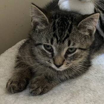 Egg Sheeran -  Domestic Short Hair Cat for Adoption in Middlebury, Vermont - Egg Sheeran | PetCurious