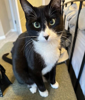 Rescue Domestic Short Hair Cats for Adoption in Philadelphia, Pennsylvania - A Cat Named Zoe | PetCurious