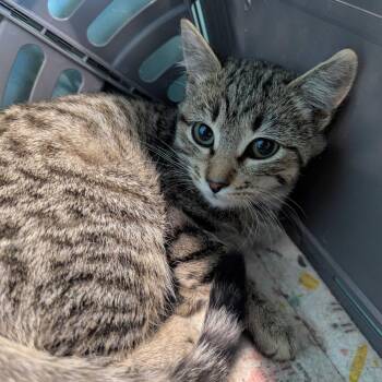 Mayby -  Domestic Short Hair Cat for Adoption in Victoria, British Columbia - Mayby | PetCurious