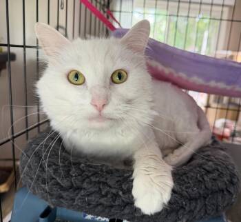 Dutton (Gentle Giant) -  Domestic Long Hair Cat for Adoption in Brighton, New York - Dutton (Gentle Giant) | PetCurious