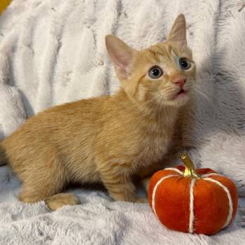 Billy the Kid -  Domestic Short Hair Cat for Adoption in Lewisville, Texas - Billy The Kid | PetCurious