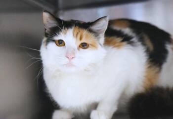 Lindsey (A037743) -  Domestic Short Hair Cat for Adoption in Kansas City, Kansas - Lindsey (A037743) | PetCurious