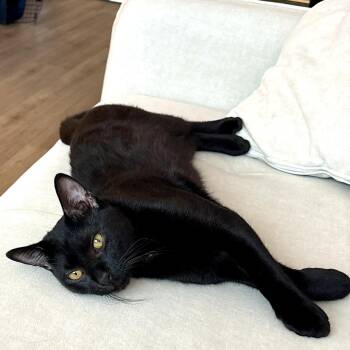 Momo -  Domestic Short Hair Cat for Adoption in Jersey City, New Jersey - Momo | PetCurious