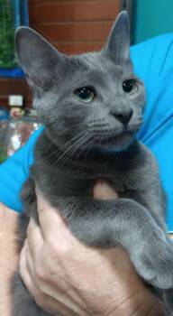 Rescue Domestic Short Hair Cats for Adoption in Duluth, Georgia - Billie | PetCurious