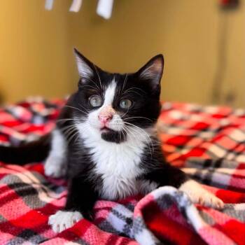 Baked Purrtato -  Domestic Short Hair Cat for Adoption in Jasper, Indiana - Baked Purrtato | PetCurious