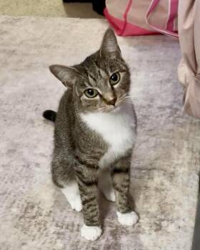 Mira -  Tabby and Domestic Short Hair Cat for Adoption in Minneapolis, Minnesota - Mira | PetCurious