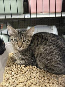 Whisper -  Tabby Cat for Adoption in Deltona, Florida - Whisper | PetCurious