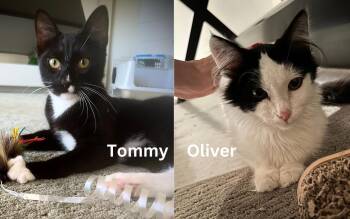 Rescue Domestic Long Hair and Tuxedo Cats for Adoption in Los Altos, California - Tommy & Oliver - Bonded Male Teenagers | PetCurious