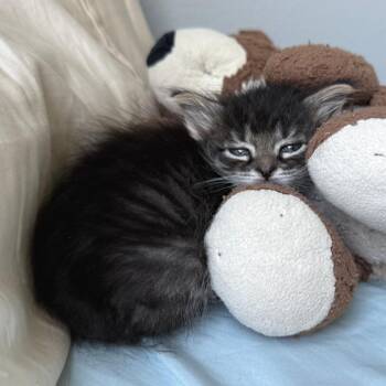 ZeeBee 17 -  Domestic Short Hair Cat for Adoption in Austin, Texas - ZeeBee 17 | PetCurious