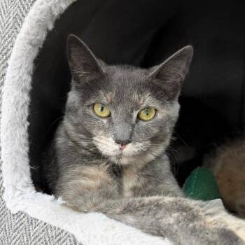 Domestic Short Hair Cats Available for Adoption in State College, Pennsylvania - Polly Papaya | PetCurious
