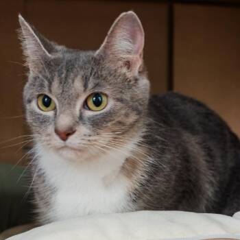 NCI5569 Nala -  Domestic Short Hair Cat for Adoption in Port Washington, New York - NCI5569 Nala | PetCurious