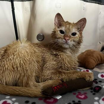Domestic Short Hair Cats Available for Adoption in Evanston, Illinois - Cheddar Bay Biscuit | PetCurious