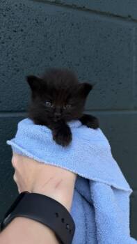 26-631 Lucifer -  Domestic Medium Hair and Domestic Short Hair Cat for Adoption in Barnesville, Georgia - 26-631 Lucifer | PetCurious