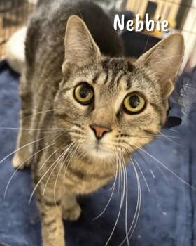 Domestic Short Hair Cats Available for Adoption in Pawleys Island, South Carolina - Nebbie | PetCurious