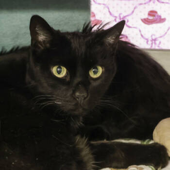 Rescue Domestic Short Hair Cats for Adoption in Madison, Wisconsin - Mellie | PetCurious