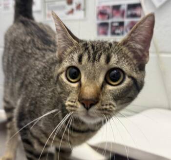 Rosalie -  Domestic Short Hair Cat for Adoption in Golden, Colorado - Rosalie | PetCurious