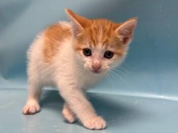 Rosie -  Domestic Short Hair Cat for Adoption in Woodbury, Minnesota - Rosie | PetCurious