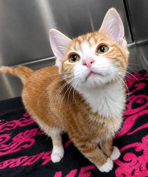 Domestic Short Hair Cats Available for Adoption in Cuyahoga Falls, Ohio - Kitten Yurt | PetCurious