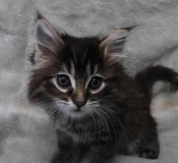 Domestic Medium Hair Cats Available for Adoption in Thief River Falls, Minnesota - Fana | PetCurious