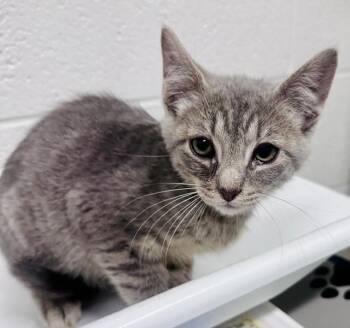 CURTIDO -  Domestic Short Hair Cat for Adoption in Derwood, Maryland - CURTIDO | PetCurious